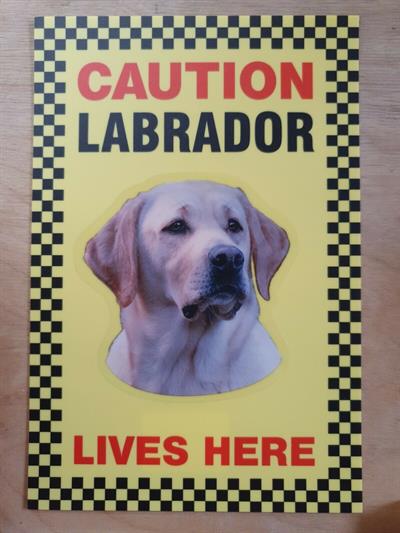 Caution Labrador Lives Here Sign Yellow Labrador